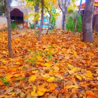 اجاره روزانه باغ ویلا نوستالژی چشمه اعلای دماوند|اجارهٔ کوتاه‌مدت ویلا و باغ|دماوند, دماوند|دیوار