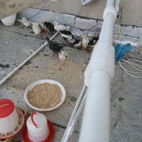 جوجه