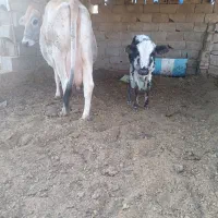 گاو گوساله کوهبنان|حیوانات مزرعه|ماهان, |دیوار