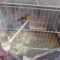 تعدادی قناری نر