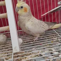 ناز عروس