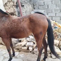 اسب اصیل ترکمن|اسب و تجهیزات اسب‌سواری|بجنورد, |دیوار