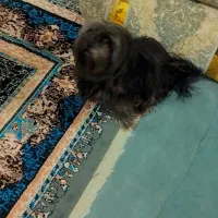 سگ خونگی پشمالو شیتزو