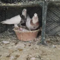 کبوتر|پرنده|قم, زند آباد|دیوار