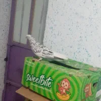 کبوتر|پرنده|خفر, |دیوار