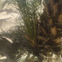 پاجوش‌مضافتی‌‌ریشه‌‌دارسالم‌‌|خدمات باغبانی و درختکاری|زاهدان, |دیوار