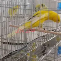 قناری رسمی بلند|پرنده|ری, اقدسیه|دیوار