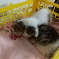 واگذاری بچه گربه رایگان