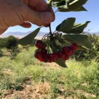 باغ-خوشنام-سند-تک-برگ