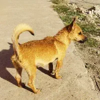 سگ پاکوتاه|سگ|گرگان, |دیوار