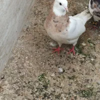کبوتر
