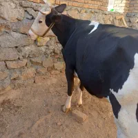 گاو گوساله نوین سمنتال|حیوانات مزرعه|حسین آباد, |دیوار