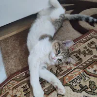 بچه گربه گم شده|گربه|مرند, |دیوار