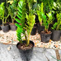 زاموفیلیا|گل و گیاه طبیعی|اهواز, فدک|دیوار