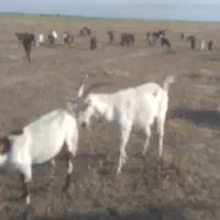 بز کردی و پاکستانی