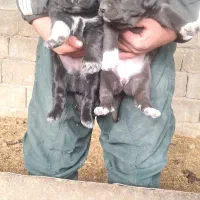 توله قدرجونی|سگ|فولادشهر, فولادشهر|دیوار