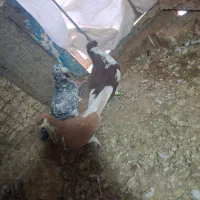 کبوتر|پرنده|دشتابی, |دیوار