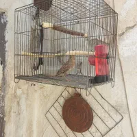 پرنده