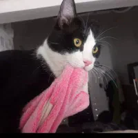 گربه تاکسیدو