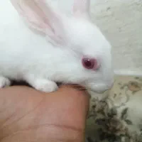 خرگوش کاملا دستی هلندی