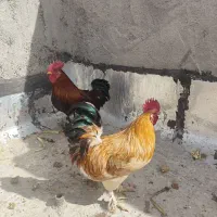 .خروس .جوان.
