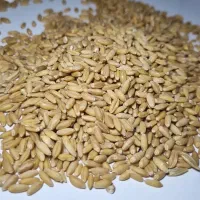 بذر دیم و گندم فروش. تفاله چغندر وکیوم شده