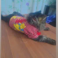 واگزاری گربه نر سیبرین باهوش