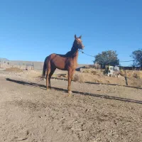 اسب|اسب و تجهیزات اسبسواری|کمیجان, |دیوار