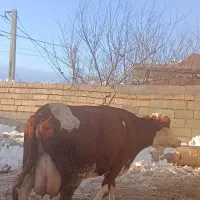 گاو سیمینتال درجه یک|حیوانات مزرعه|هشترود, |دیوار