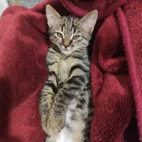 واگذاری گربه|گربه|صدرا-فارس, فاز ۲|دیوار