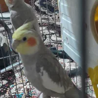 یک جفت عروس هلندی سخنگو|پرنده|بهار, |دیوار