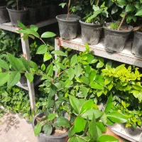 فروش کامیس نوکدار سطل ۱۰ خوشگل و یاس هلندی سطل ۳|گل و گیاه طبیعی|تنکابن, |دیوار
