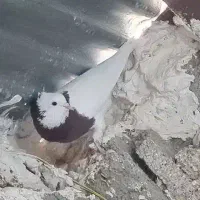 فروش کبوتر رنگی|پرنده|کوهمره, |دیوار