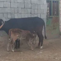 2 عدد گاو زایده و گوساله های نر توضیحاتو بخوان