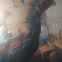 تخم نطفه دار خروس تاج مهر با مرغ اوشامو