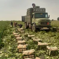 بنز تک باری