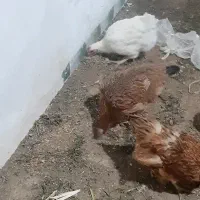 مرغ محلی|حیوانات مزرعه|آبیک, |دیوار