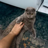 گربه یک ساله اسکاتیش|گربه|ساری, |دیوار