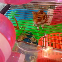 همستر با قفس|موش و خرگوش|سیرجان, |دیوار