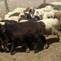 بره چاق تخت نر و ماده