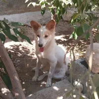 سگ باهوش یک ملیون
