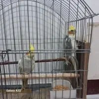 عروس هلندی جفت