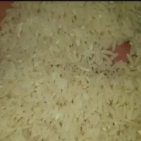 برنج شیرودی