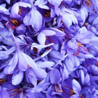 نیازمند نیروی کار جهت پاک کردن گل زعفران