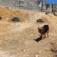 سگ بسیار زیبا و نژادار و فهمیده