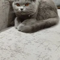 گربه ماده