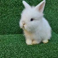 خرگوش لوپ اصیل هلندی از بهترین نژاد