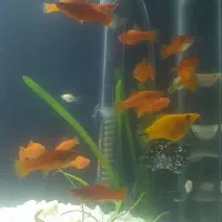 ماهی آکواریومی|ماهی|مشهد, امیریه|دیوار