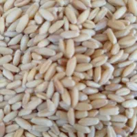 گندم بذری درجه یک دیم چهارتن وابی میهن دو تن