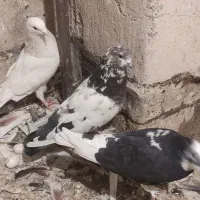 کفتر|پرنده|اندیشه, شهرک مریم|دیوار